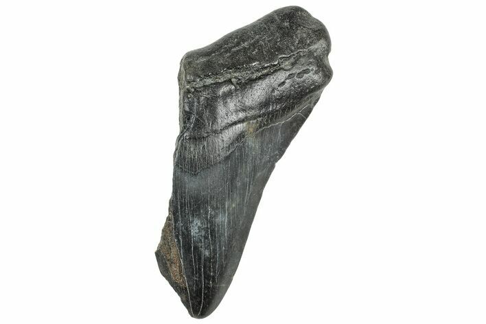 Partial, Fossil Megalodon Tooth - South Carolina #320673